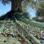 Trulli Mari In Valle D'itria *