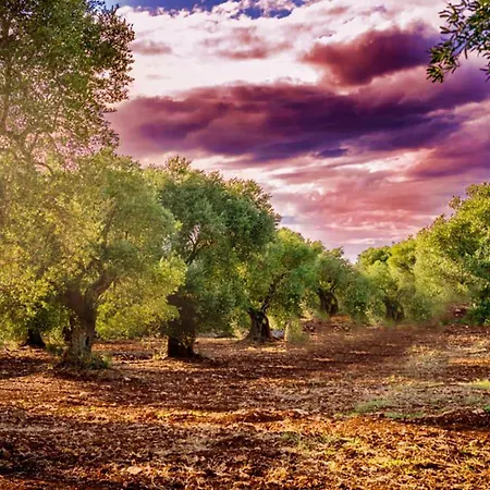 Trulli Mari In Valle D'itria *