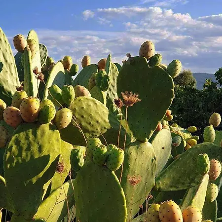Trulli Mari In Valle D'itria * Ostuni