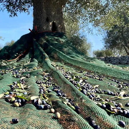 Trulli Mari In Valle D'itria *