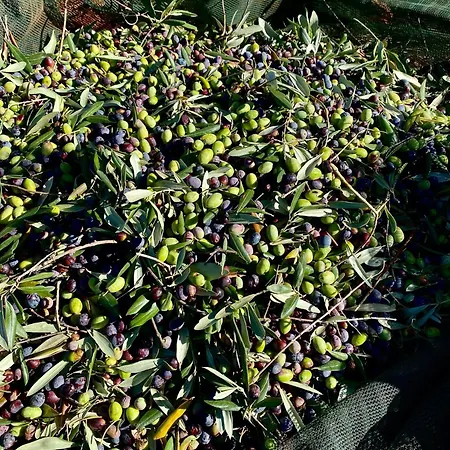 Trulli Mari In Valle D'itria Ostuni