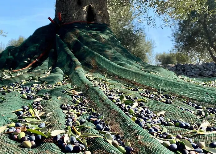 Trulli Mari In Valle D'itria *